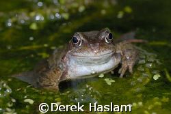 Frog in the garden pond. D200, 60mm. by Derek Haslam 